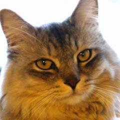 Adventure of Cat HAL ハルのだいぼうけん。旅する猫ハルです、日本のいろんな所に行っちゃうよ。youtubeにて、ぼくの旅動画公開中！
I'm HAL the Cat I travel around Japan! Check my Vlog on Youtube, too!