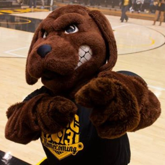 Official UMBC mascot. I am a Chesapeake Bay Retriever from the University of Maryland Baltimore County. Go big dawgs!