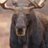 moose