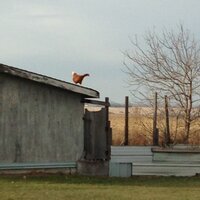 Adam Gerwing (@adamgerwing) 's Twitter Profile