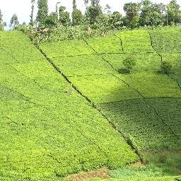 FB@merusutea