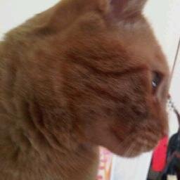 I'm a cat. I love stroller rides, naps on laps, and going outside.