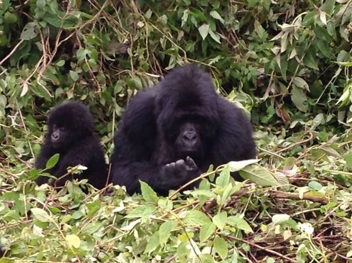 alain_doris's profile picture. 