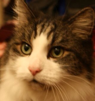 I'm a friendly little furry chap, who enjoys cuddles, food and gabbling like a little gremlin. Say hello if you see me in the street, I like to stop and chat