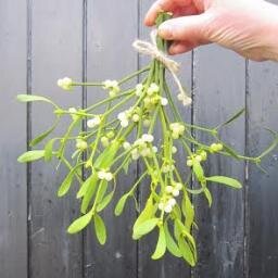 Wholesalers Of English Mistletoe. Perfect for florists, weddings & retail decor.
We bunch - We Tag - You Sell