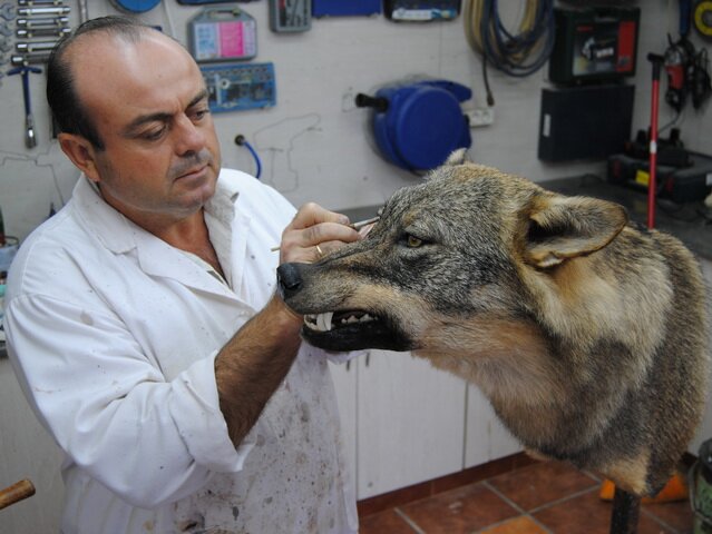 Taxidermista y criador de Griffon Korthals:Selecionador de las mejores líneas de Espana y Francia. Telf. 600392076 / 952542019