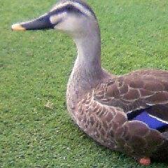 CillyGm's profile picture. 