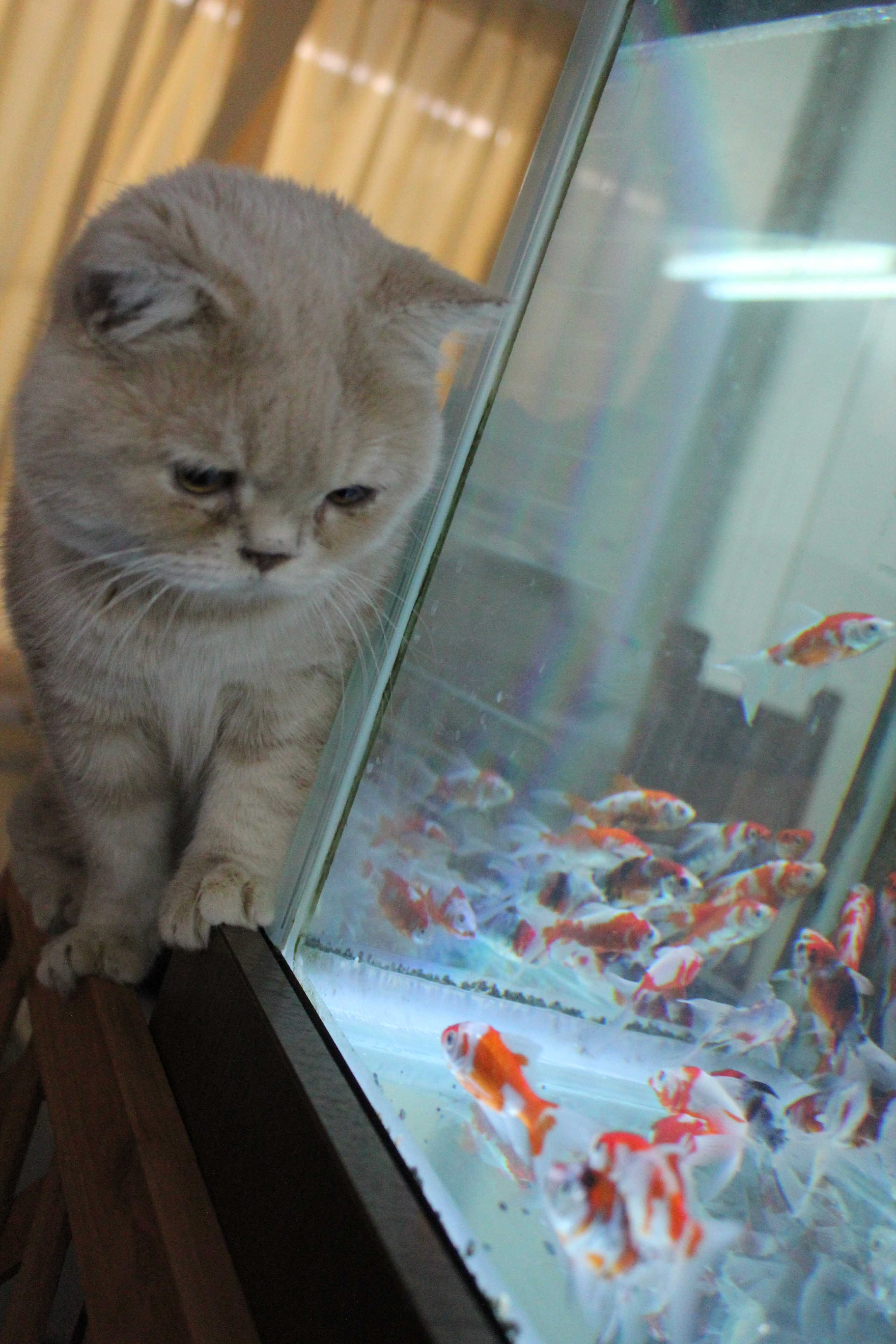 保護猫 金魚カフェ マンチカン Munchi Cat Twitter 保護猫 金魚カフェ マンチカン Munchi Cat Twitter