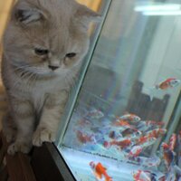 保護猫&金魚カフェ　マンチカン (@munchi_cat) Twitter profile photo