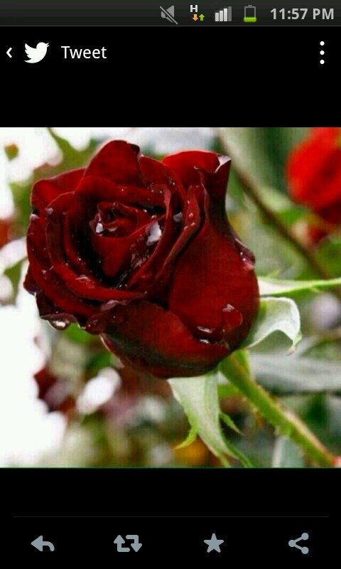 اتق الله في تغريده تطلقها...أو صوره تدونها