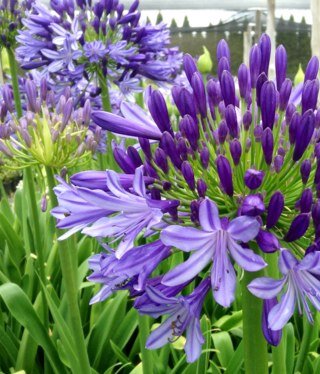 Growing earthly goods to perfection