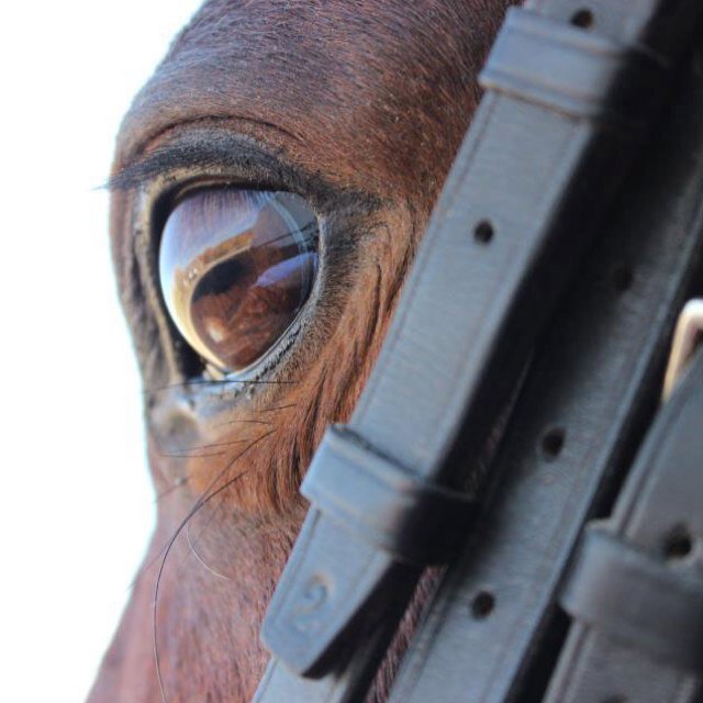 DressageProbzz's profile picture. 