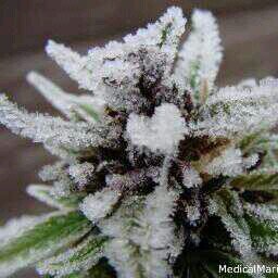 Original account: @VikkiV420 Like to stay medicated #MMJ bc of #Fibromyalgia #LegalizeIt Proud member of the #StonerNation