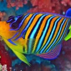 Vicky_redplanet's profile picture. Snoop