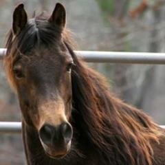 Organic farmer, Wyo native, old house renovator, and natural horsemanship student in central NH, USA. (for edtech tweets, see PamelaMcLeod)