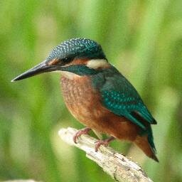 to view my wildlife photos click link below