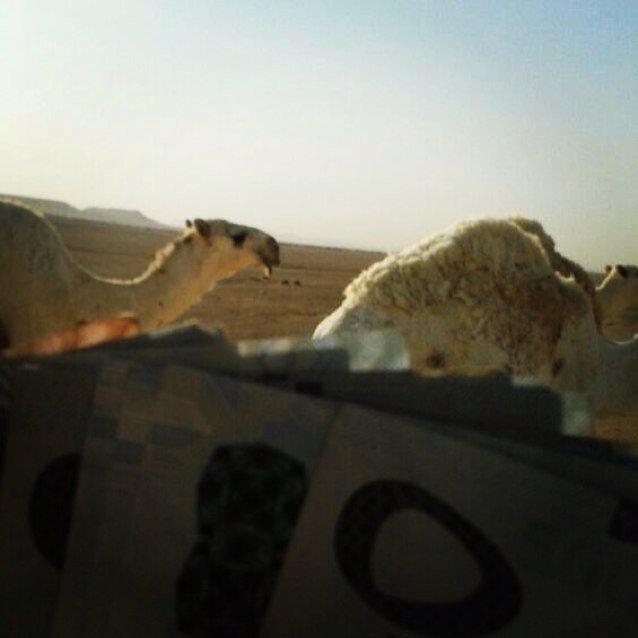 العتيبي