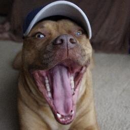 A #Pitbull? A #FrenchMastiff? A #Boxer? I don't know what I am. But I do know that I'm pretty confused...  #funny #dog