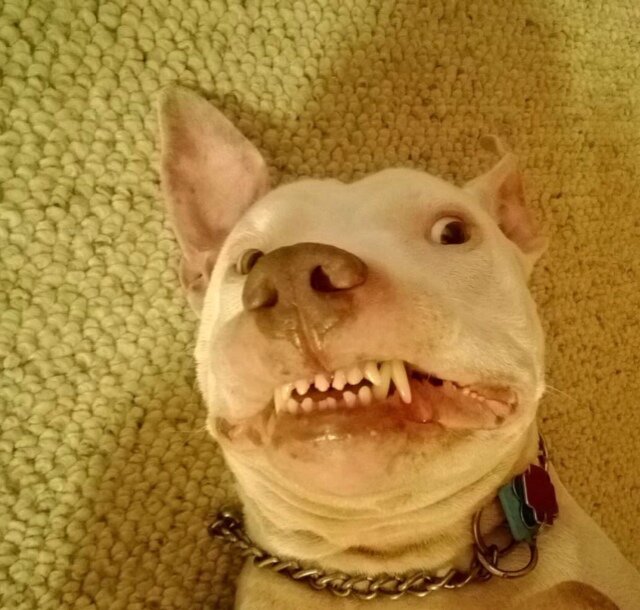 I'm a Pitbull. I wax philosophical from time to time.