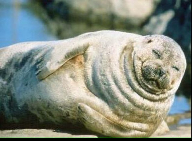 Ana Sanzone, Paula Dowdell, Nika Plescia
Save the Pinnipeds!