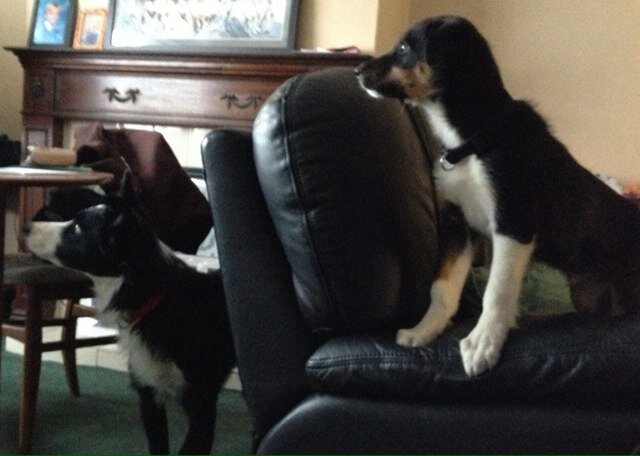 Im a 1 1/2 year old border collie and i have a horrible little brother called Tedbert whos 1, we share this page coz his too silly to have his own page.