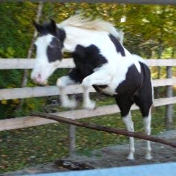 Born again horse nut, English girl living the Canadian dream which has been ruined by the Government #pureblood #awake#anarchist#monero#horseshit