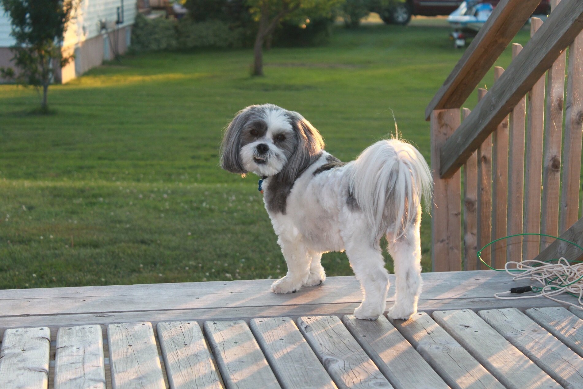 MaxthedogPayne's profile picture. Hi, my name is Max. I have a house in NS that I share with my human family. I love treats, drives in the car and walks. I have my own bed and great hair!