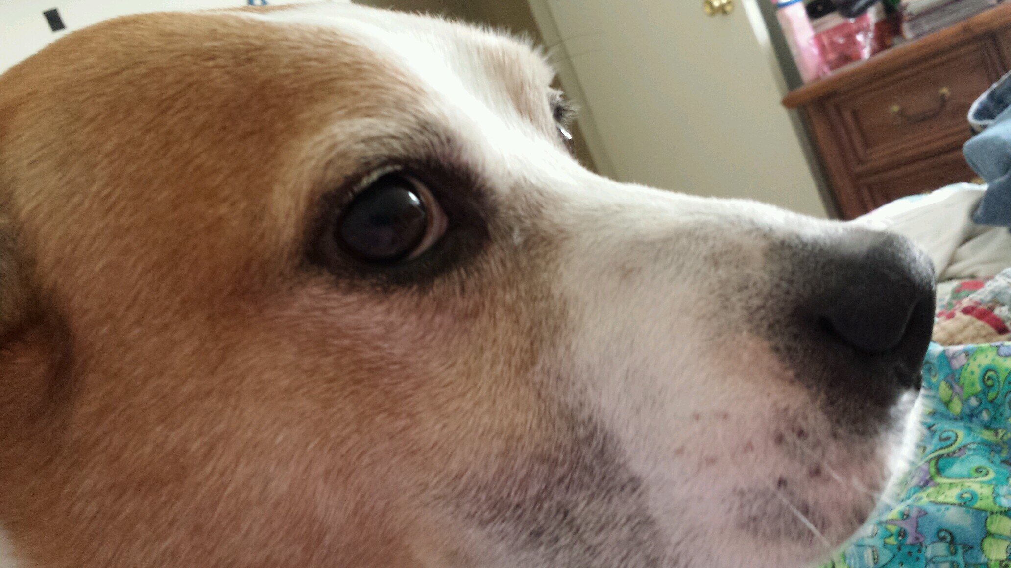 Loves Music, Family, Pets