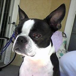 Life is good here in Naples for a little Boston Terrier and we make the most of everyday.
