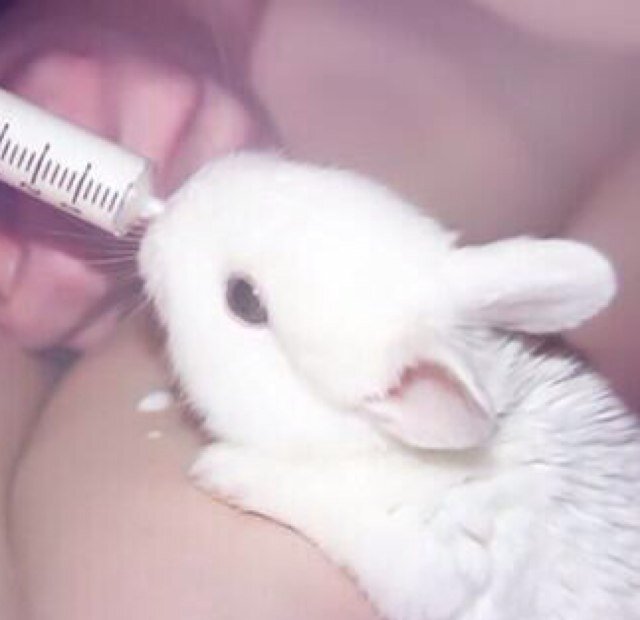 寂しいうさぎ Sadrabbit Bot Twitter
