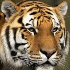 千岩萬壑不辭勞，遠看方知出處高。溪澗豈能留得住，終歸大海作波濤。

。。。。。。。。。。