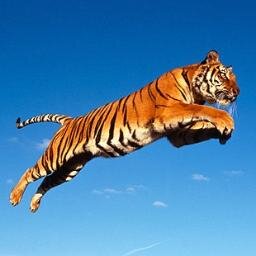 tgr42's profile picture. 