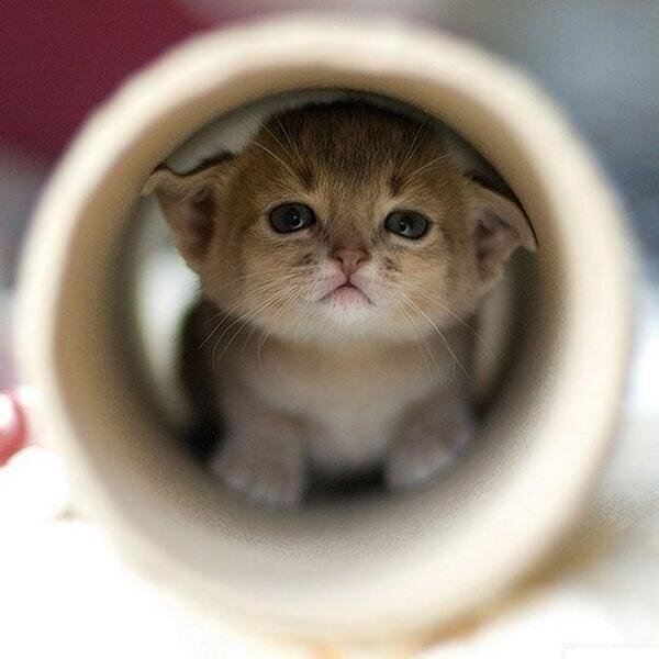 むぎゅっとしたい可愛い動物 Kawaii Doubutu Twitter