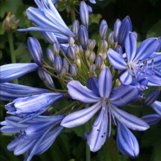 sahermithome's profile picture. Living the hermits life. Loving the couch, loving cooking & movies.