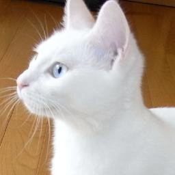 Takashi NARIHIRO, Okayama Univ (Law) 属性：迷子．「大都会のstray cat」 Favorites: Fagiano, Lions, Liverpool FC 地方国立大学教員の悲哀を切々と歌いあげますが，所詮ねこのいうことなんで信用しにゃいことよ