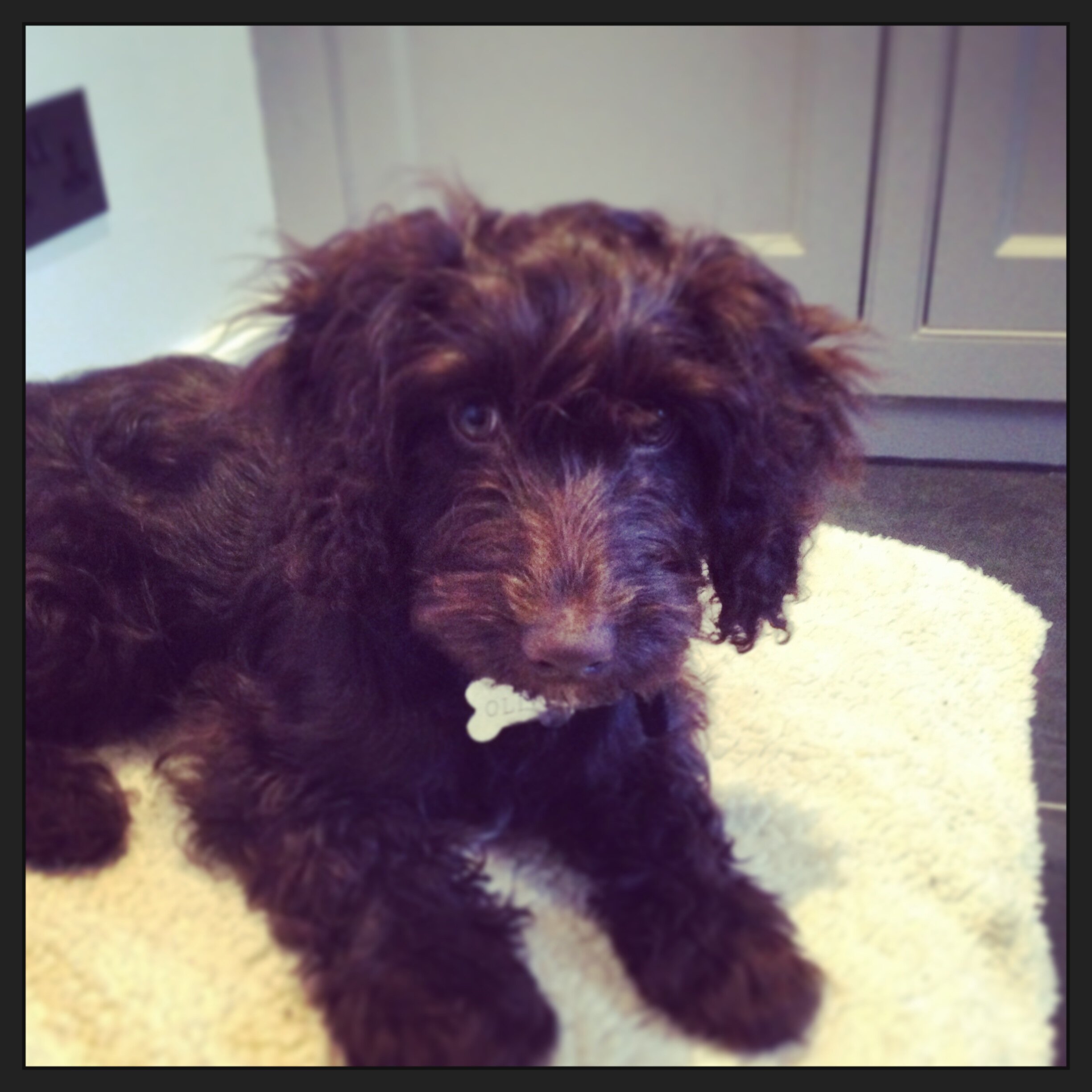 OliveCockapoo's profile picture. Hello.  My name is Olive, I am half cocker spaniel and half poodle ... I am not sure which half is which.  My owners think I am barking...