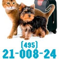 Зоотакси. ANIMALAVTO (@pitkom1) 's Twitter Profile