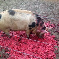 Pinot dPig (@pinotdpig) 's Twitter Profile
