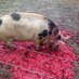 Pinot dPig (@pinotdpig) Twitter profile photo