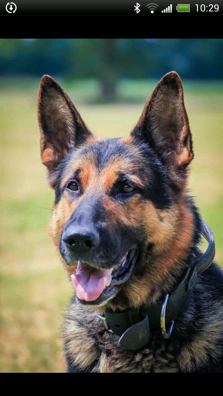 8 Year Old GSD. Now a retired Lancashire Police Dog. Not a page to report crime (999-Emergency) (101-Non Emergency)
