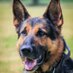 Retired PD Lapo (@pdlapo) Twitter profile photo Retired PD Lapo (@pdlapo) Twitter profile photo