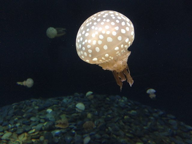 Kisaran
Sumatera Utara