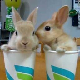 可愛いは正義。可愛い動物の画像や動画を紹介していきます。