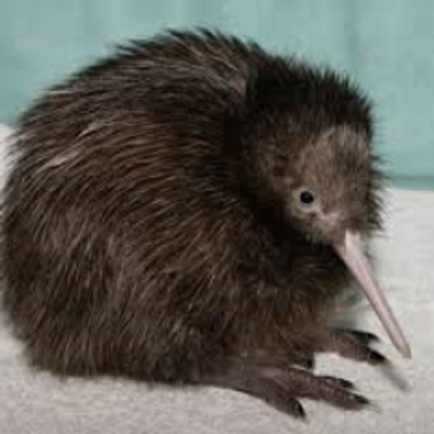 Kiwi Bird Has No Wings | Bruin Blog