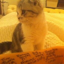 Taylor is life.Swifty for life.♥sorry meredith ate my bio me gusta la musica courtney