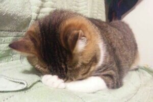 猫もふりたい Ura Aka Dayo Twitter 猫もふりたい Ura Aka Dayo Twitter