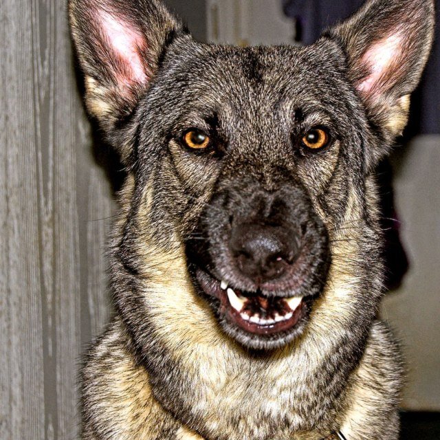 york_vicki's profile picture. 