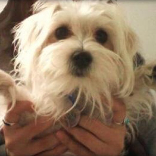 ✨ Victoria Justice's dog ✨