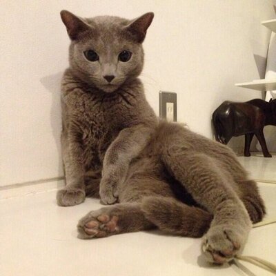 赤子