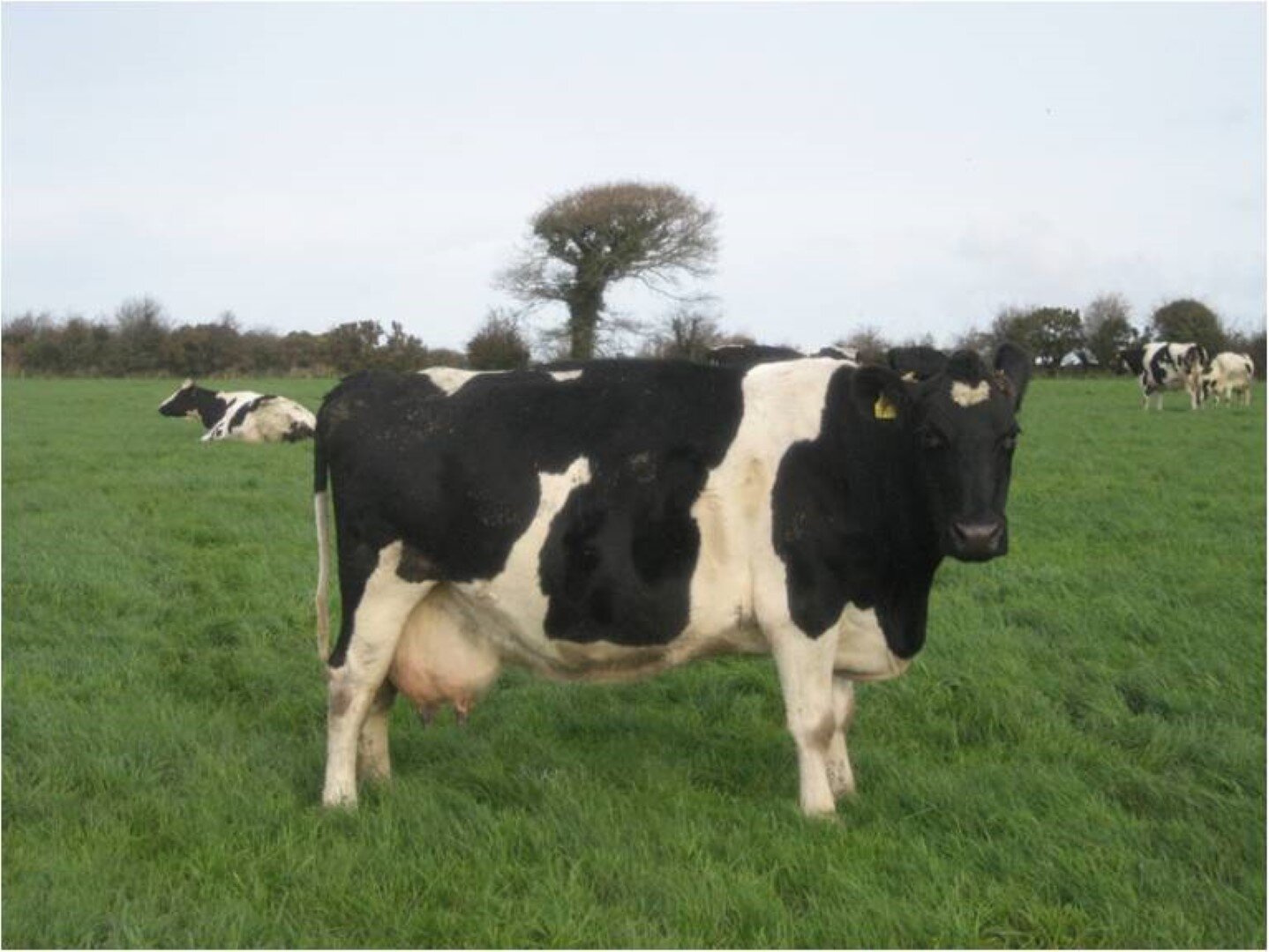 Grass Based Dairy Farmer In Mid Cork. Farming on four dairy blocks. 1. owed 2. leased 3. equity partnership 4. share farming